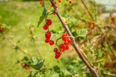 Ribisel-Frucht